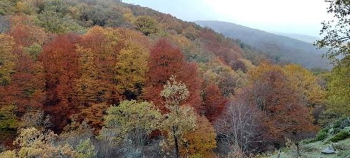 Bosque mixto de hayas y robles en la Sierra de Ayllón, Segovia.