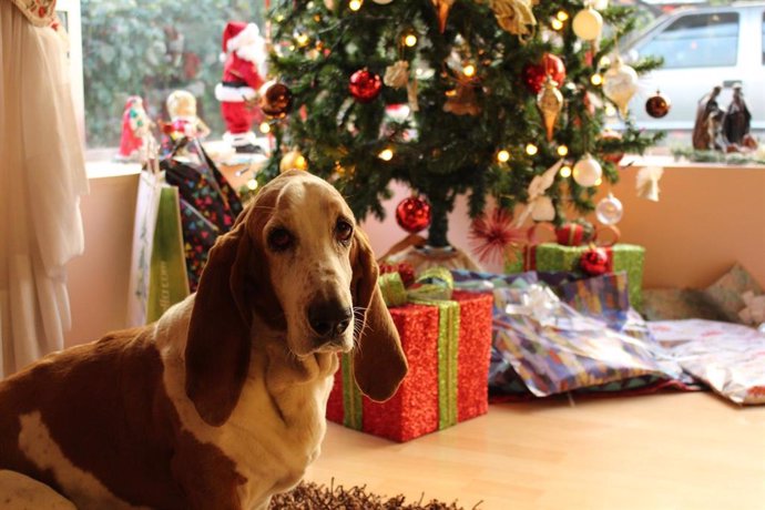 Perro junto a un árbol de Navidad.