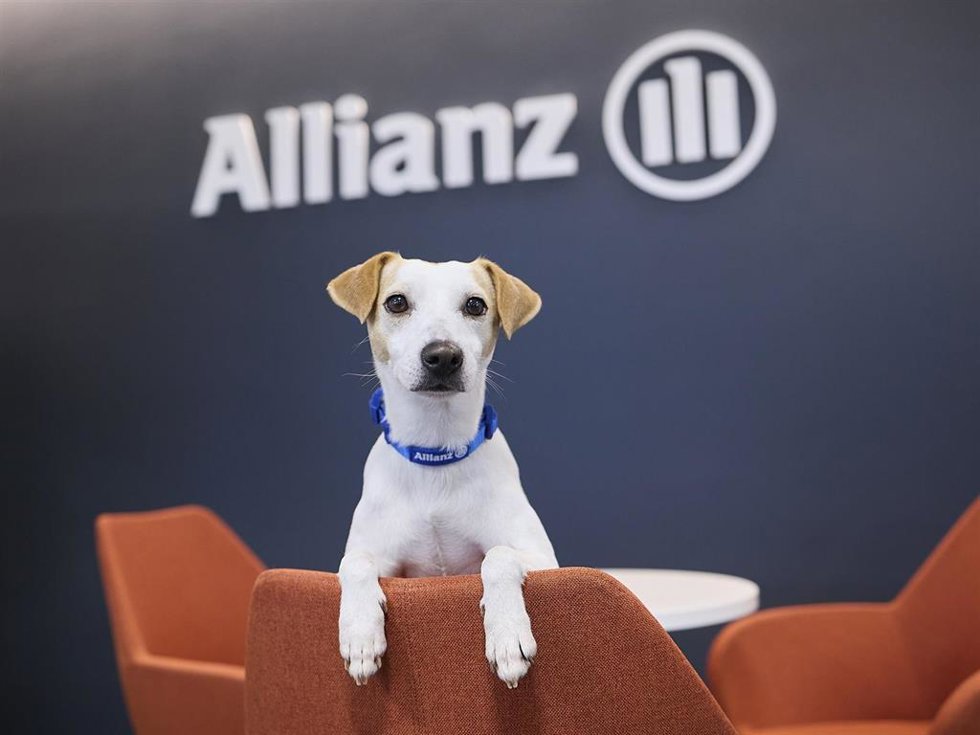 Pipper, el perro influencer, nuevo embajador de Allianz Seguros