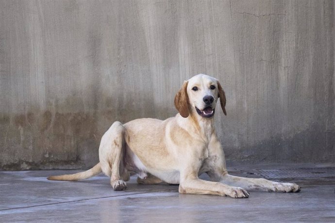 Archivo - Perro abandonado para el desfile de Bioparc