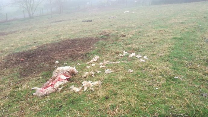 Archivo - Una oveja atacada por el lobo en Grandas de Salime.