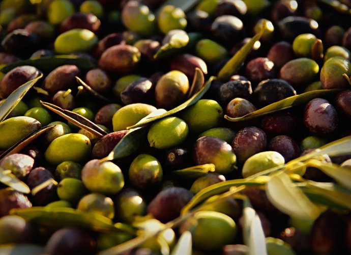 Archivo - Nota De Prensa Y Fotos Ix Premio Al Mejor Aove De La Provincia