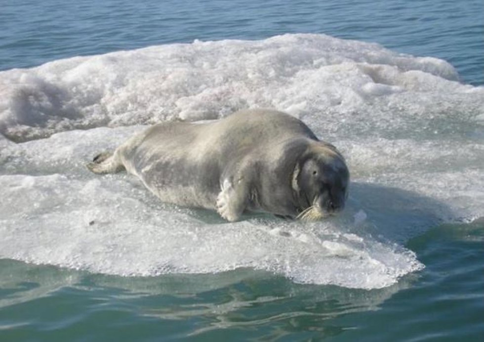 Foca barbuda