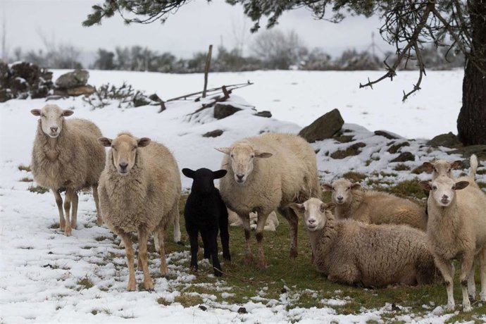 Archivo - Ovejas en un campo cubierto de nieve, a 24 de febrero de 2023, en A Fonsagrada, Lugo, Galicia (España). El anticiclón y la borrasca que se encuentran sobre la península han creado un corredor de aire frío de origen polar marítimo. Esto ha prov