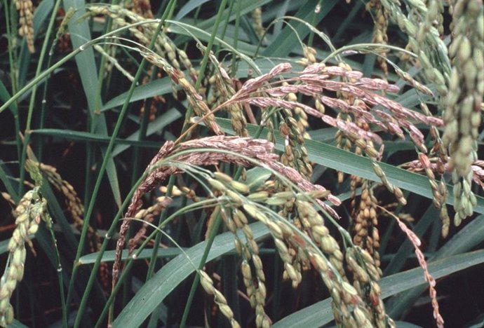 Archivo - Piricularia en el arroz.