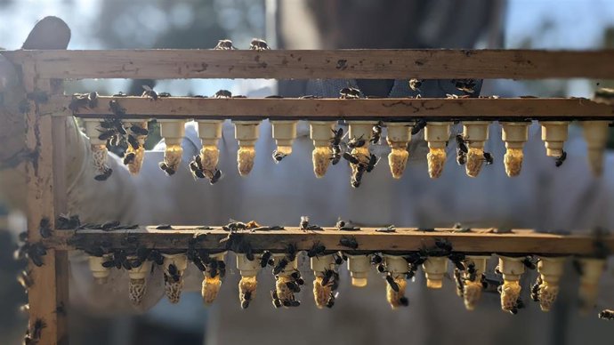 Explotación de abejas del Moncayo