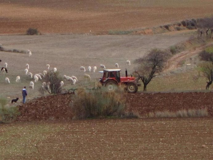 Archivo - Tractor y un rebaño de ovejas