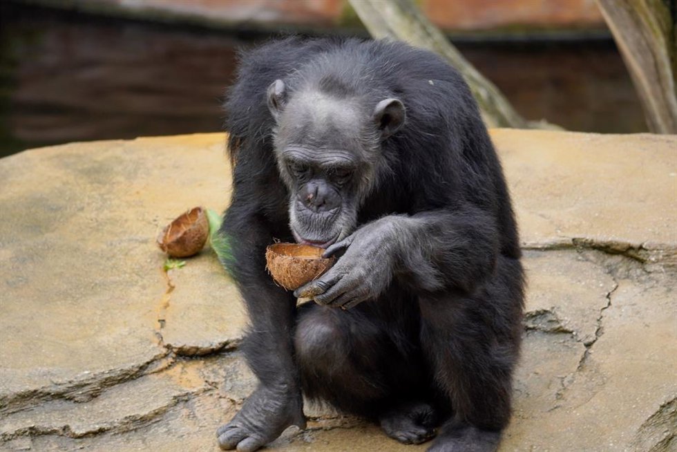 Bioparc Fuengirola comienza a adaptar las dietas de los animales para encarar los meses de invierno