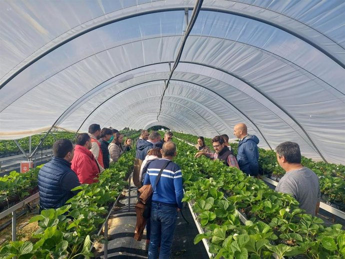 Imagen de un invernadero en la provincia de Huelva.