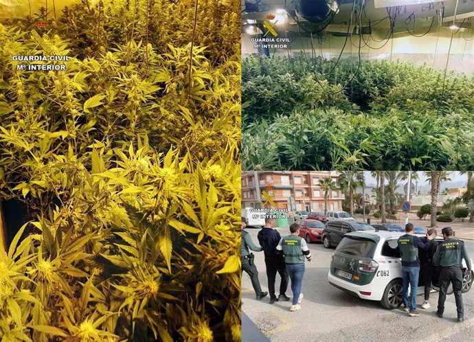 La Guardia Civil Desmantela Un Nuevo Invernadero Con 850 Plantas De Marihuana En Un Dúplex De Puerto De Mazarrón