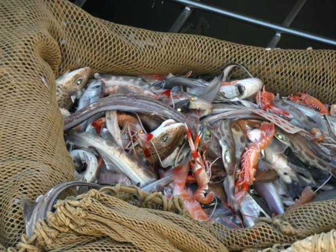 Archivo - Cigala capturada en pesca de arrastre. Imagen de archivo.