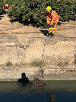 Los bomberos de Cullera rescaten un jabalí
