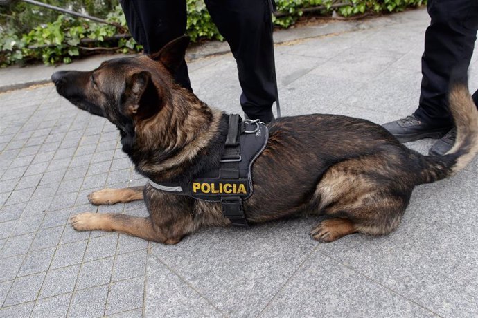 Archivo - Guía canino de la Policía Nacional.