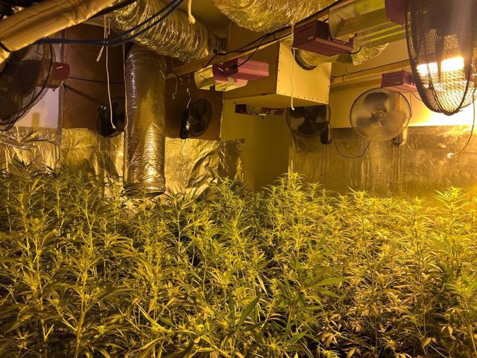 Imagen de la plantación de marihuana en una casa de Premià de Dalt (Barcelona)