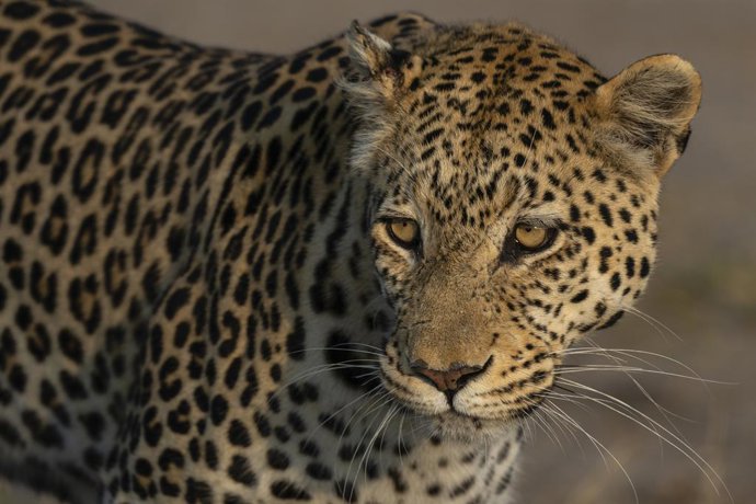 Archivo - July 10, 2022, Botswana: Leopard (Panthera pardus), Savuti, Chobe National Park, Botswana.