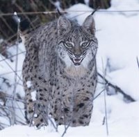 La Consejería estudia zonas para soltar linces en la región, pero prefiere la reintroducción natural, como la del lobo