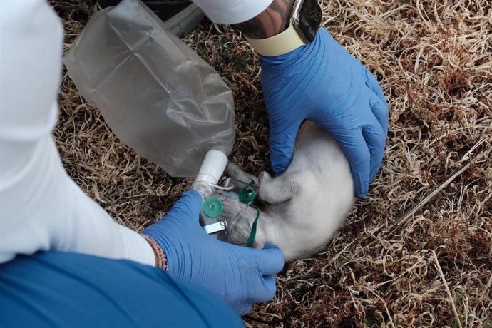 Archivo - Un sanitario reanima con oxígeno a un gato durante las labores de extinción de un incendio en una vivienda de la rúa do Medio de Santiago de Compostela, a 22 de agosto de 2022, en Santiago de Compostela, A Coruña, Galicia (España).
