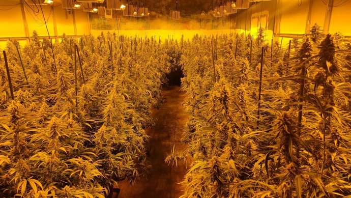 Mossos desmantella 1.526 plantes de marihuana en una nau industrial de Ripoll (Girona)