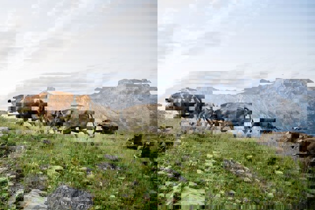 Trashumancia de Bernatuara