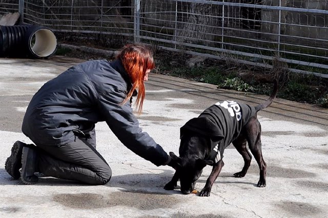 puedo adoptar un perro sin valla