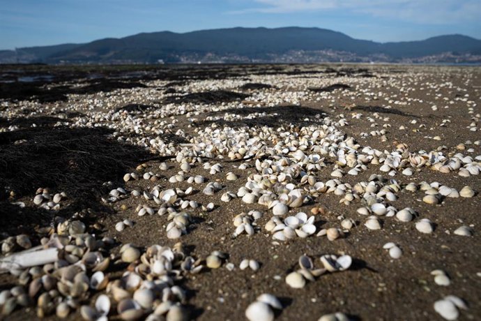 Marisco muerto en la ensenada de San Simón, Rías Baixas, a 17 de noviembre de 2023, Pontevedra, Galicia (España). La mortandad del marisco se extiende por las rías gallegas tras un mes de tormentas y aperturas de presas que provocan un aumento de agua d