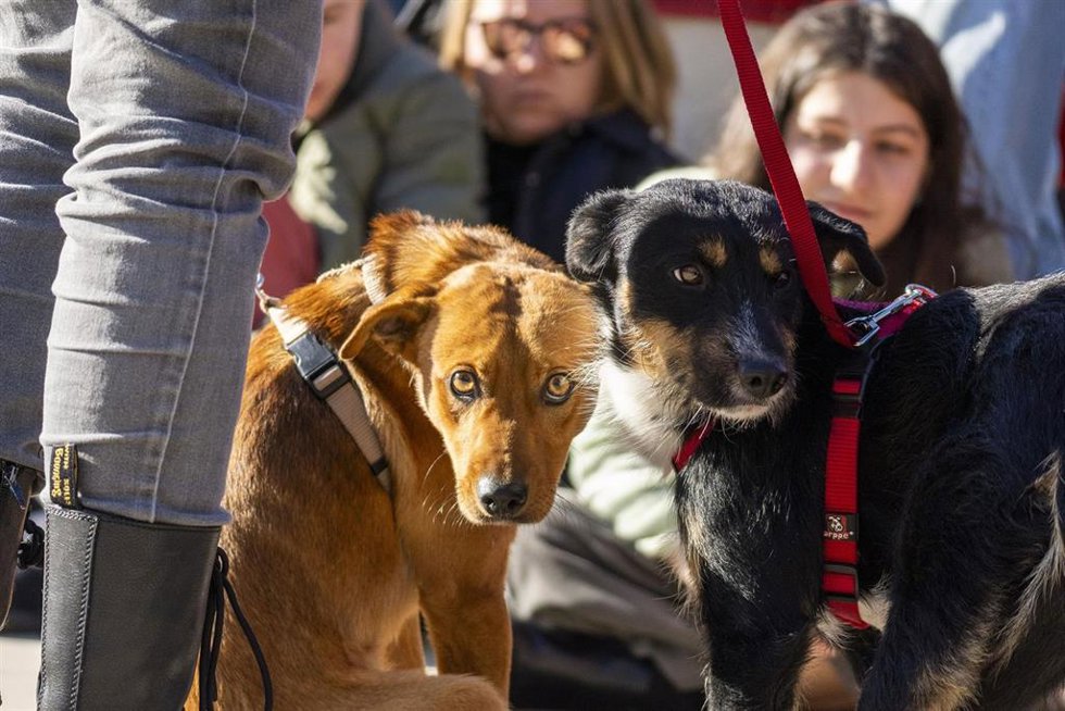 Sharp, Lezka, los hermanos Red y Boy y otros 10 perros encuentran un nuevo hogar en el 23 Desfile AUPA-BIOPARC