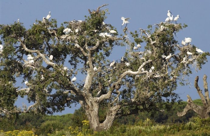 Pajareras de Doñana (espátulas en alcornoques en el parque nacional).