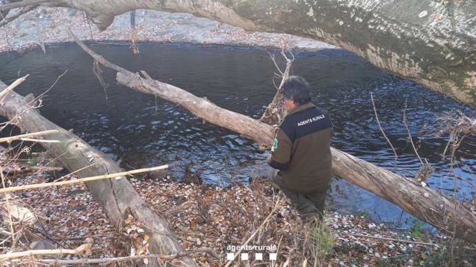 Los Agents Rurals revisan la zona para valorar afectaciones del vertido de unos 20.000 litros de gasoil al río Anoia en Vilanova del Camí (Barcelona)