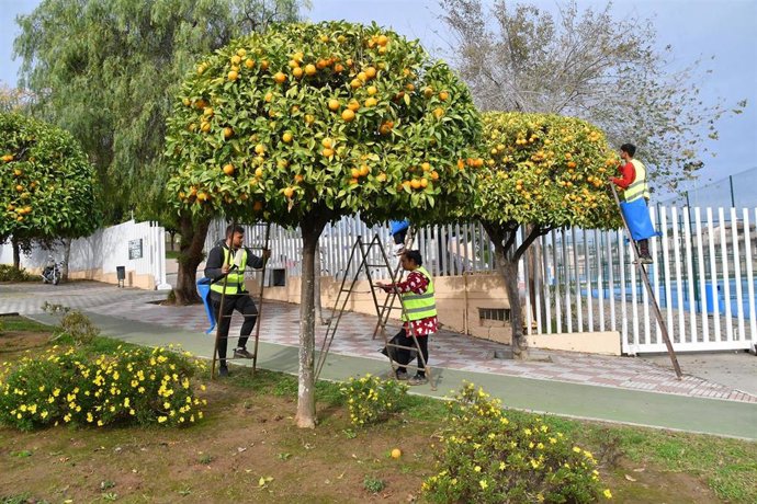 Comienza la recogida de la naranja amarga en Tomares