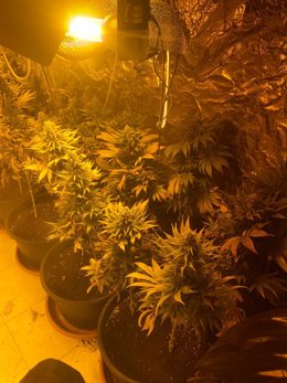 Incautadas 84 plantas de marihuana en un domicilio de la calle Padre Pedro Velasco