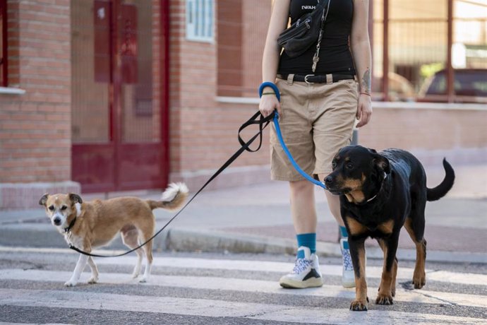 Archivo - Una persona pasea con dos perros el día en el que entra en vigor la Ley del Bienestar Animal, a 29 de septiembre de 2023, en Madrid (España). 