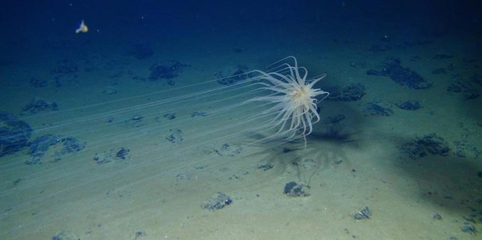 Archivo - Una incipiente 'fiebre del oro' de la minería en los fondos marinos podría provocar daños sin precedentes a los frágiles ecosistemas de aguas profundas