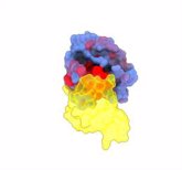 Foto: Un estudio identifica "vulnerabilidades" en una de las proteínas que muta más en cáncer