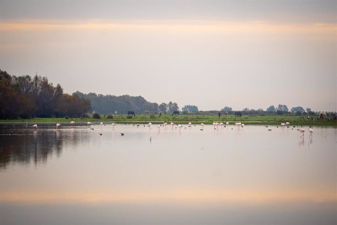 Imágenes del Coto de Doñana antes de la firma del acuerdo del protocolo del Parque Nacional de Doñana. A 27 de noviembre de 2023, en Almonte, Huelva (Andalucía, España). 