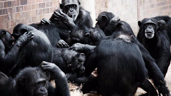 Archivo - Chimpancés