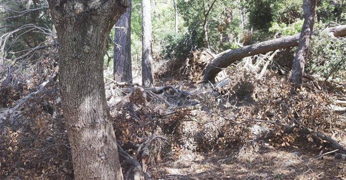 Árboles caídos por la borrasca Juliette en la Serra de Tramuntana.