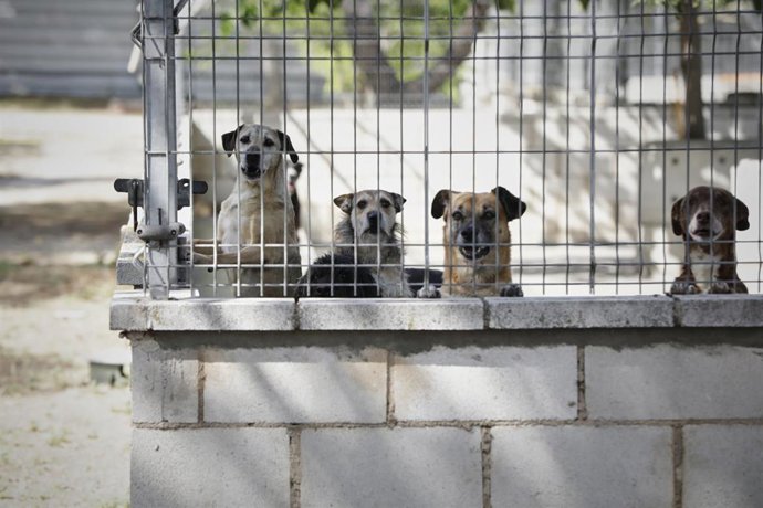 Archivo - Varios perros apoyados en la verja de las instalaciones adecuadas en el albergue San Francisco de Asis de la Sociedad Protectora de Animales y Plantas de Madrid (SPAP), donde hay acogidos 300 perros y 100 gatos aproximadamente. 
