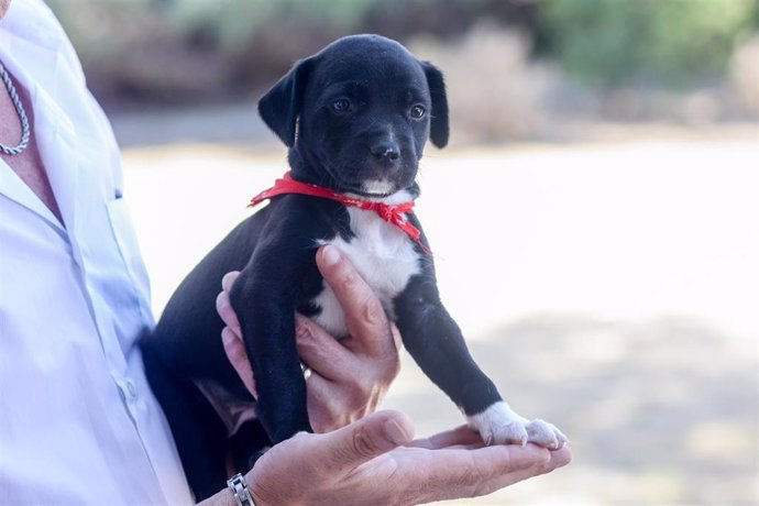 Archivo - Un perro durante una visita a las instalaciones del Integral de Acogida de Animales (CIAAM) del consejero de Medio Ambiente, Agricultura e Interior de la Comunidad de Madrid, Carlos Novillo, a 8 de agosto de 2023, en Madrid (España). 