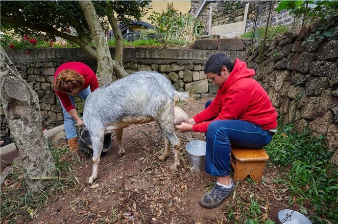 Imagen de recurso de un ganadero ordeñando una cabra