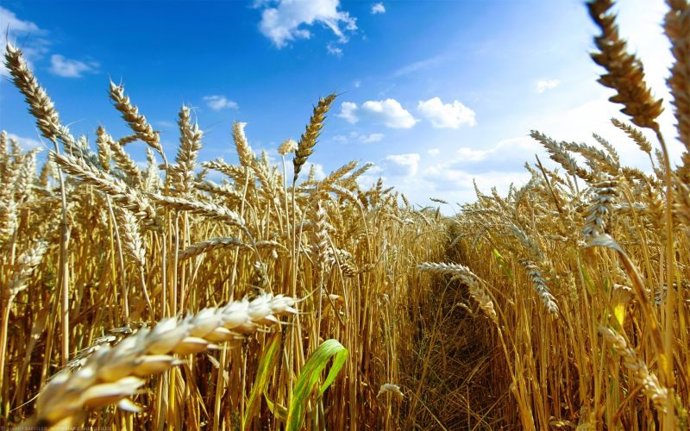 Archivo - Una nueva investigación ofrece pistas para proteger los cultivos mundiales de trigo, frecuentemente devastados por el virus del mosaico amarillo del trigo (VMMA).
