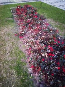 Destrozos en una zona ajardinada de Jaén