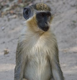 Archivo - Mono verde, chlorocebus sabaeus