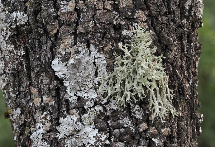 Foto de un líquen en un árbol de un bosque mediterráneo de encina en la provincia de Burgos.
