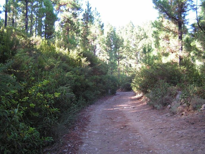 Archivo - Pista forestal del Caño Chingue, en San Juan de La Rambla