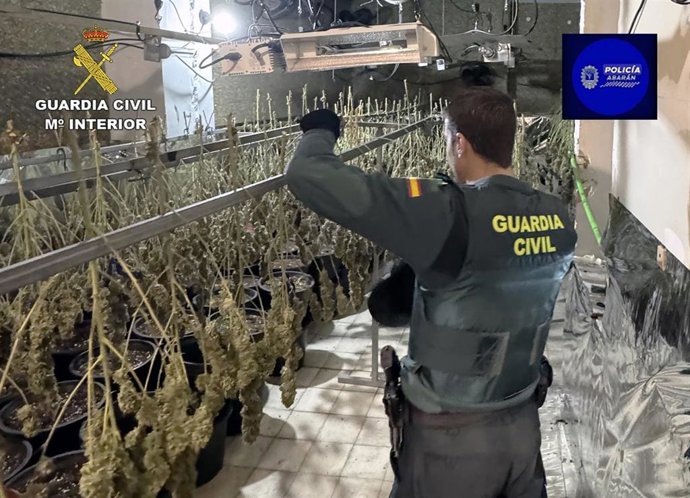 Un agente de la Guardia Civil junto a parte de las plantas de marihuana intervenidas