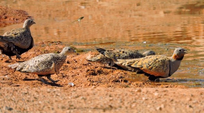 Imagen de aves en una charca