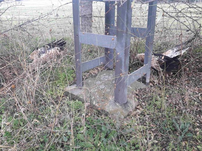 Archivo - Aguilas muertes por tendidos eléctricos que el convenio entre el Gobierno riojano e Iberdrola tratan de evitar