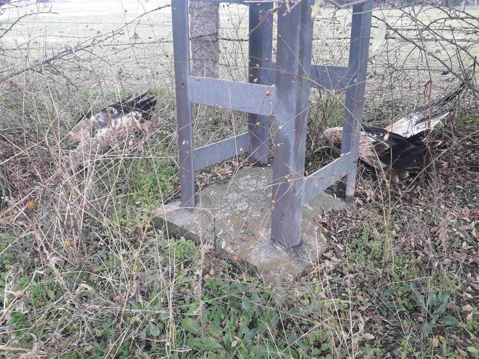 Archivo - Aguilas muertes por tendidos eléctricos que el convenio entre el Gobierno riojano e Iberdrola tratan de evitar