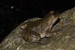 Ejemplar de 'barbourula busuagensis'