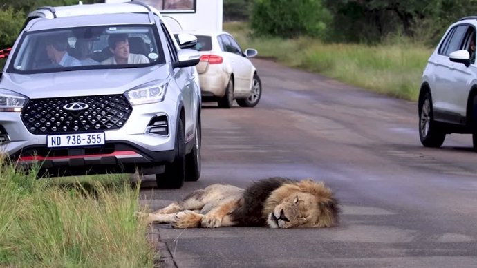 Un león dormilón provoca un gran atasco en una carretera al negarse a levantarse